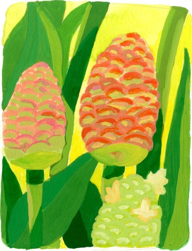 Gouache study of pink ginger flowers