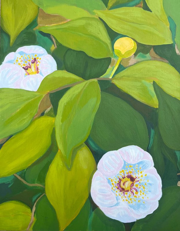 White camellias on lush green leaves